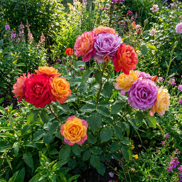Mixed Rose Rainbow Bonsai seeds for Planting - Low Maintenance, Heirloom & GMO Free Seeds for Home Garden