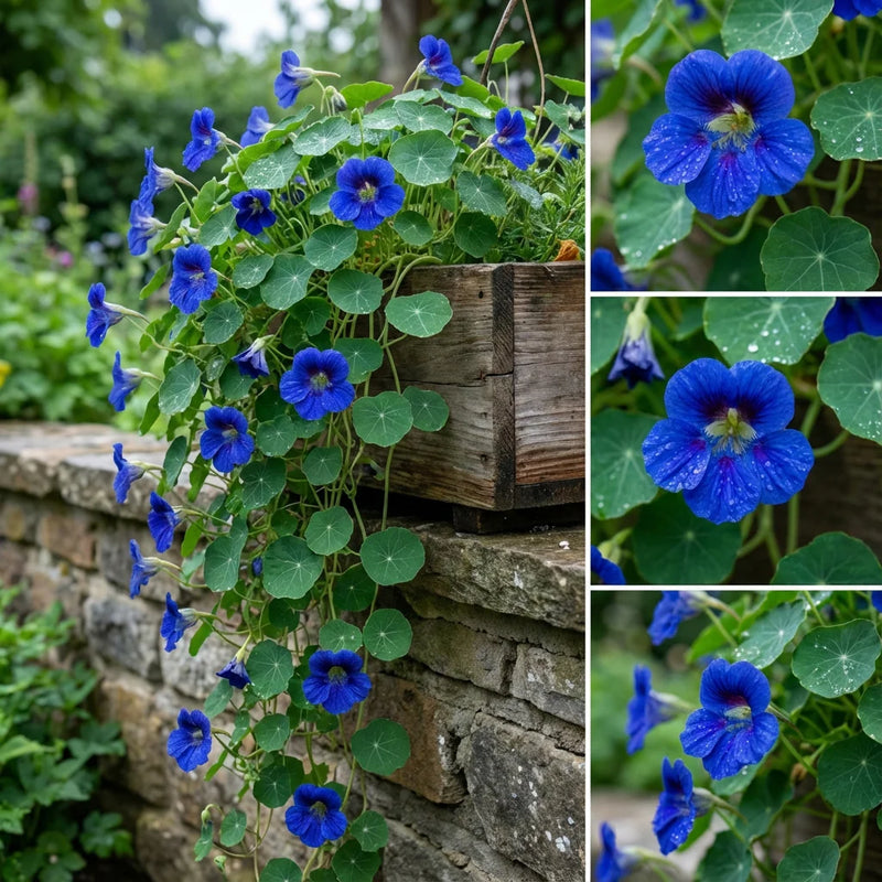 Blue Nasturtium Flower Seeds for Garden Low Maintenance Heirloom & GMO Free Seeds for Home Garden
 
 Sale