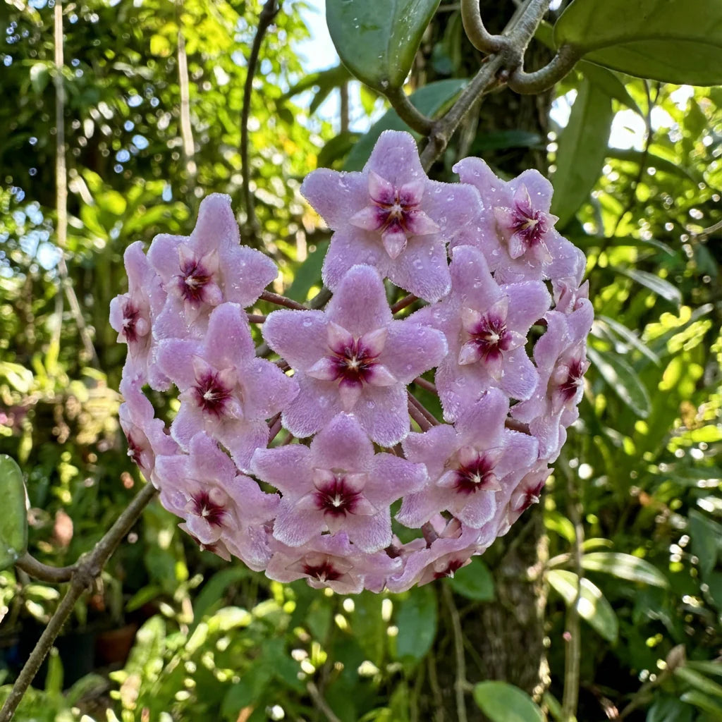Purple Hoya Carnosa Flower Seeds for Planting Cottage Garden Essential Heirloom & GMO Free Seeds for Home Garden
 
 Sale