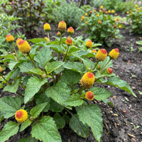 Yellow Red Spilanthes Acmella Flower seeds for Planting - Sun Loving, Heirloom & GMO Free Seeds for Home Garden