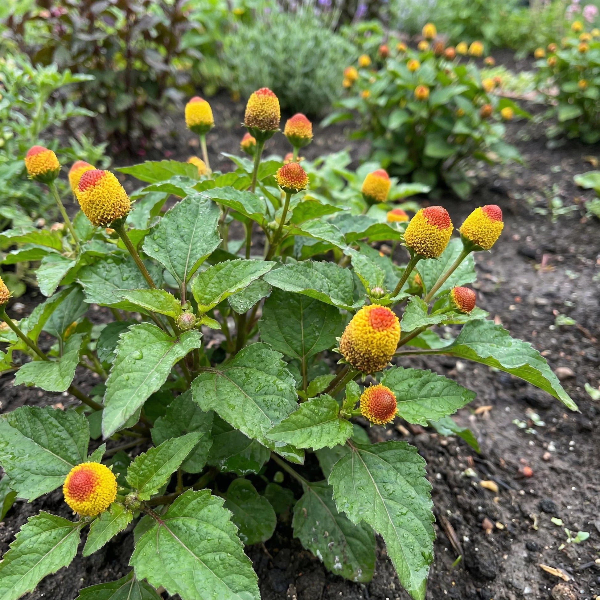 Yellow Toothache Flower seeds for Planting - Pollinator Friendly, Heirloom & GMO Free Seeds for Home Garden
