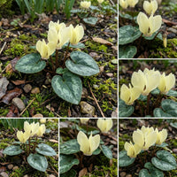 Yellow Cyclamen Flower seeds for Planting - Fragrant Blossoms, Heirloom & GMO Free Seeds for Home Garden