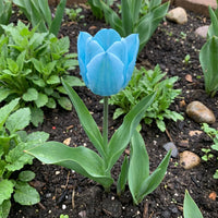Sky Blue Tulip Flower Seeds for Planting