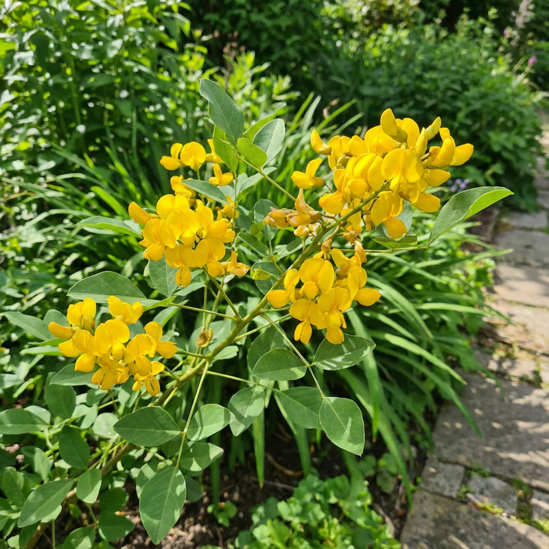 Erythrina Crista Galli Yellow Flower Seeds  Ideal for Planting