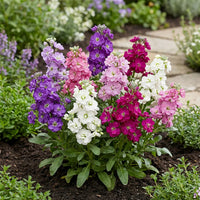 Red Mini Matthiola Incana Seeds for Planting heirloom & NonGMO Seeds Low Maintenance 
 
 Sale