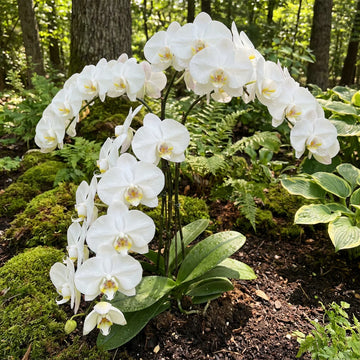 White Butterfly Orchid Flower seeds for Planting Easy to Grow Heirloom & GMO Free Seeds for Home Garden 
 
 Sale