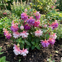 Double Petals Fuchsia Flower seeds for Planting - Cut Flower Favorite, Heirloom & GMO Free Seeds for Home Garden