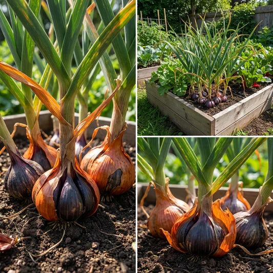 Black Garlic Vegetable Seeds for Planting - Heirloom Garden Variety for Home Gardens, Raised Beds & Containers