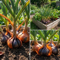 Black Garlic Vegetable Seeds for Planting - Heirloom Garden Variety for Home Gardens, Raised Beds & Containers