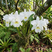 White Cattleya Flower Seeds for Planting Hardy Variety Heirloom & GMO Free Seeds for Home Garden
 
 Sale