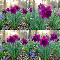 Purple Daffodils Flower Seeds for Planting Sun Loving Heirloom & GMO Free Seeds for Home Garden
 
 Sale