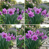 Daffodils Violet Flower seeds for Planting Garden Favorite Heirloom & GMO Free Seeds for Home Garden 
 
 Sale