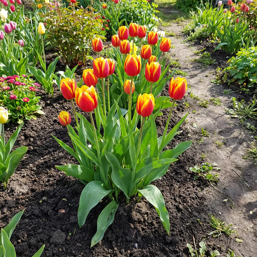Tulip Flower seeds for Planting Sun Loving Heirloom & GMO Free Seeds for Home Garden