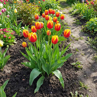 Tulip Flower seeds for Planting Sun Loving Heirloom & GMO Free Seeds for Home Garden