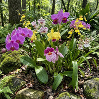 Colorful Mix Orchid flowers growing in an outdoor garden bed