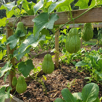 Green Chayote Vegetable Seeds for Home Gardens, Raised Beds & Container Planting