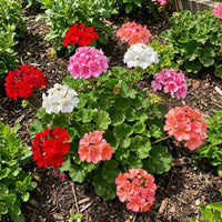 Heirloom non-GMO Mix Geranium flowers growing in a home garden
