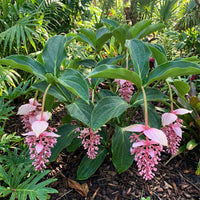 Medinilla Flower seeds for Planting - Compact Growth, Heirloom & GMO Free Seeds for Home Garden