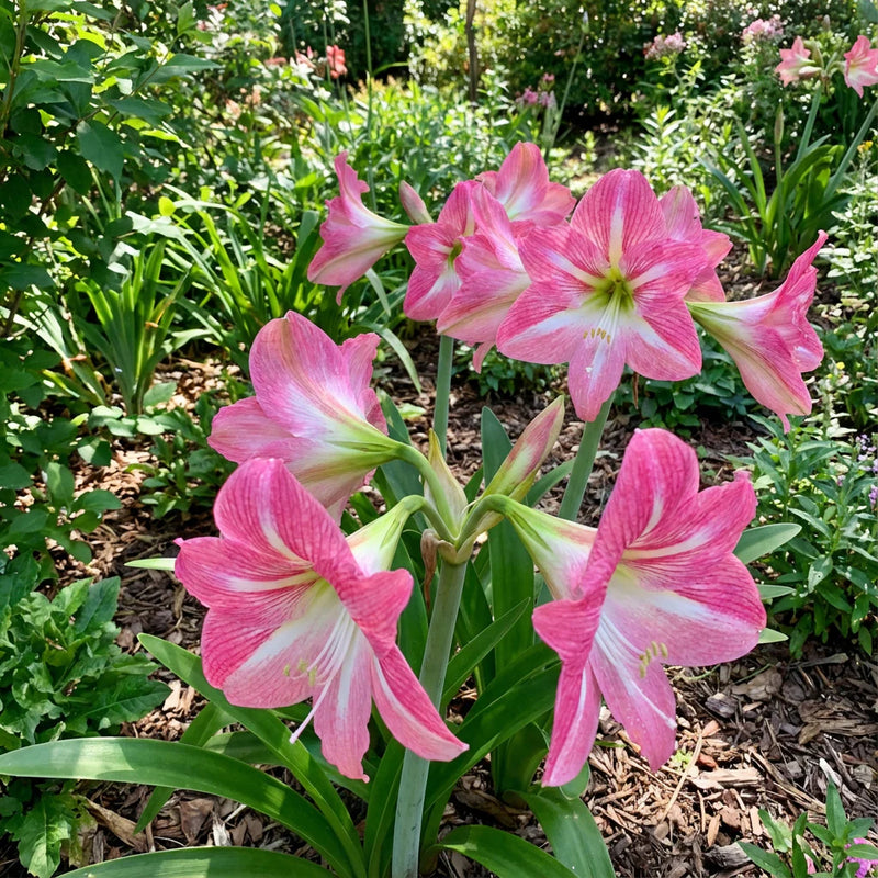 Pink Amaryllis Barbados Flower Seeds for Planting Drought Tolerant Heirloom & GMO Free Seeds for Home Garden
 
 Sale
