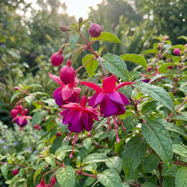 Light Pink Red Double Petals Fuchsia Flower Seeds for Planting Low Maintenance Heirloom & GMO Free Seeds for Home Garden
 
 Sale