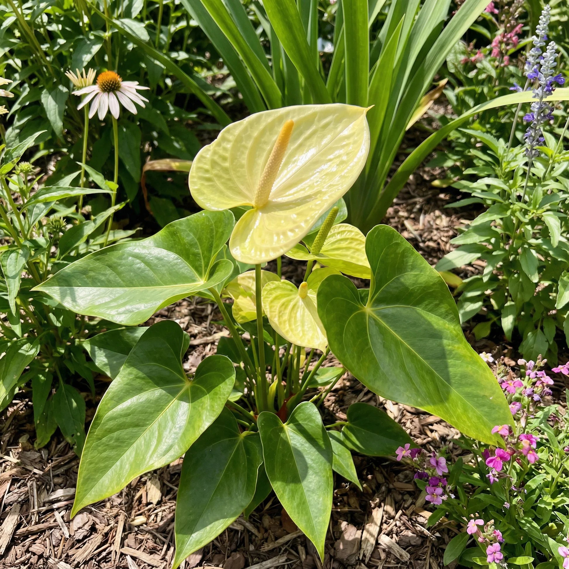 Yellow Anthurium Flower Seeds - Perennial Seeds for Indoor & Outdoor Planting