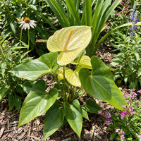 Yellow Anthurium Flower Seeds - Perennial Seeds for Indoor & Outdoor Planting