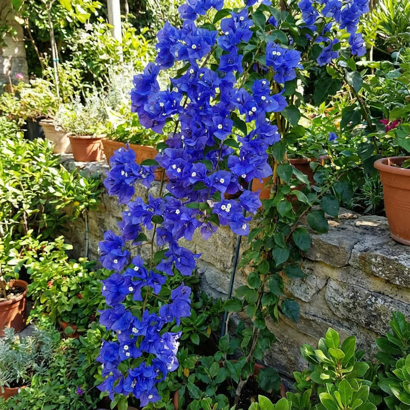 Blue Spectabilis Flower Seeds for Planting  Vibrant Blooms for Your Garden