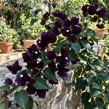 Black Bougainvillea Flower seeds for Planting - Low Maintenance, Heirloom & GMO Free Seeds for Home Garden