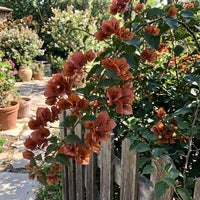 Brown Bougainvillea Flower Seeds for Planting