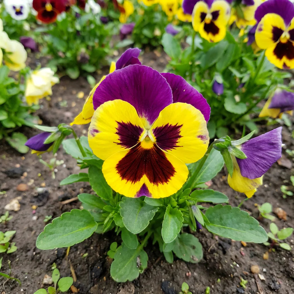 Dark Purple Yellow Pansy Flower Seeds for Planting Compact Growth Heirloom & GMO Free Seeds for Home Garden
 
 Sale