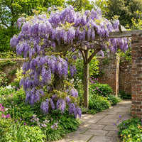 Wisteria Flower seeds for Planting Easy to Grow Heirloom & GMO Free Seeds for Home Garden 
 
 Sale