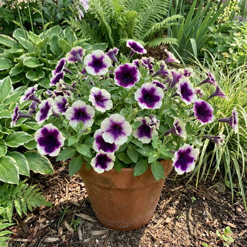 Violet & White Petunia Flower seeds for Planting - Compact Growth, Heirloom & GMO Free Seeds for Home Garden