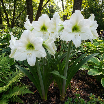 White Amaryllis Barbados Seeds for Planting Cottage Garden Essential Heirloom & GMO Free Seeds for Home Garden
 
 Sale