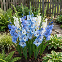 Blue Gladiolus Flower seeds for Planting Wildflower Mix Heirloom & GMO Free Seeds for Home Garden
 
 Sale