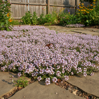Creeping Thyme Flower Seeds Mix for Planting – Heirloom & Non-GMO Garden Seeds