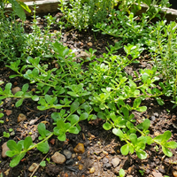 Brahmi Herb Seeds for Home Garden Growing and Traditional Herb Cultivation