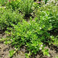 Brahmi Herb Seeds for Home Garden Growing and Traditional Herb Cultivation
