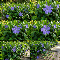 Vinca Minor Flower Seeds for Planting – Heirloom, Non-GMO, High Germination Organic Garden Seeds