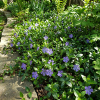 Vinca Minor Flower Seeds for Shade Gardens and Ground Cover Planting