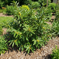 Chinquapin Chestnut Tree Seeds (Castanea pumila) – Heirloom Variety for Garden and Landscape Use