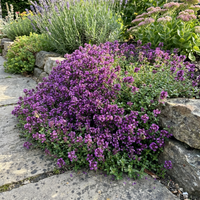 Purple Creeping Thyme Flower Seeds – Heirloom, Non-GMO, Fragrant Ground Cover for Garden Planting