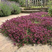 Purple Creeping Thyme Flower Seeds for Garden Ground Cover with Fragrant Blooms