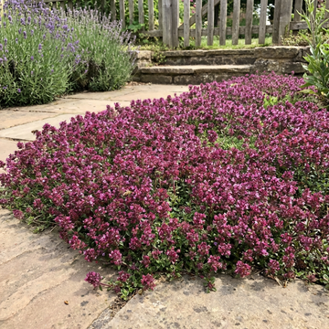 Purple Creeping Thyme Flower Seeds for Garden Ground Cover with Fragrant Blooms