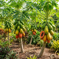Red Lady Papaya Fruit Seeds for Planting – Heirloom Non-GMO High Germination Organic Garden Seeds