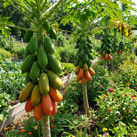 Red Lady Papaya Fruit Seeds for Planting – Heirloom Non-GMO High Germination Organic Garden Seeds