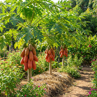 Red Lady Papaya Fruit Seeds for Home Garden and Tropical Growing