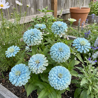 Sky Blue Zinnia Flower Seeds for Planting – Heirloom, Non-GMO, High Germination Organic Garden Seeds