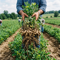 Organic Groundnut Plant Seeds – Non-GMO Heirloom Seeds for Garden Growing