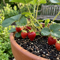 Strawberry Albion Seeds for Garden Planting – Sweet Flavor, Heirloom Type, High Germination Rate