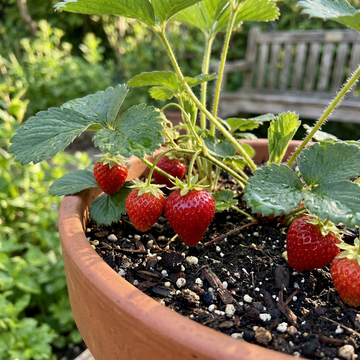Albion Strawberry Planting Seeds – Heirloom Garden Variety, Sweet Berries, Reliable Germination